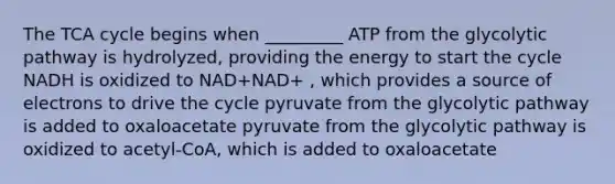 The TCA cycle begins when _________ ATP from the glycolytic pathway is hydrolyzed, providing the energy to start the cycle NADH is oxidized to NAD+NAD+ , which provides a source of electrons to drive the cycle pyruvate from the glycolytic pathway is added to oxaloacetate pyruvate from the glycolytic pathway is oxidized to acetyl-CoA, which is added to oxaloacetate