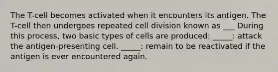 The T-cell becomes activated when it encounters its antigen. The T-cell then undergoes repeated <a href='https://www.questionai.com/knowledge/kjHVAH8Me4-cell-division' class='anchor-knowledge'>cell division</a> known as ___ During this process, two basic types of cells are produced: _____: attack the antigen-presenting cell. _____: remain to be reactivated if the antigen is ever encountered again.