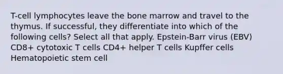 T-cell lymphocytes leave the bone marrow and travel to the thymus. If successful, they differentiate into which of the following cells? Select all that apply. Epstein-Barr virus (EBV) CD8+ cytotoxic T cells CD4+ helper T cells Kupffer cells Hematopoietic stem cell