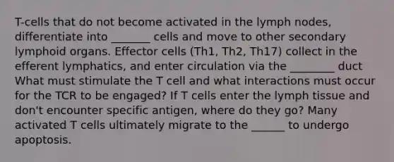 T-cells that do not become activated in the lymph nodes, differentiate into _______ cells and move to other secondary lymphoid organs. Effector cells (Th1, Th2, Th17) collect in the efferent lymphatics, and enter circulation via the ________ duct What must stimulate the T cell and what interactions must occur for the TCR to be engaged? If T cells enter the lymph tissue and don't encounter specific antigen, where do they go? Many activated T cells ultimately migrate to the ______ to undergo apoptosis.