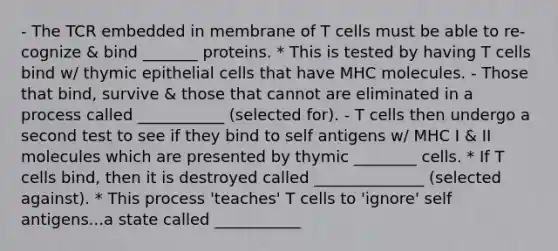 - The TCR embedded in membrane of T cells must be able to re-cognize & bind _______ proteins. * This is tested by having T cells bind w/ thymic epithelial cells that have MHC molecules. - Those that bind, survive & those that cannot are eliminated in a process called ___________ (selected for). - T cells then undergo a second test to see if they bind to self antigens w/ MHC I & II molecules which are presented by thymic ________ cells. * If T cells bind, then it is destroyed called ______________ (selected against). * This process 'teaches' T cells to 'ignore' self antigens...a state called ___________