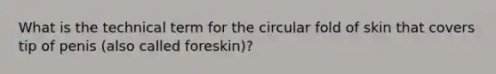 What is the technical term for the circular fold of skin that covers tip of penis (also called foreskin)?