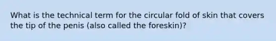 What is the technical term for the circular fold of skin that covers the tip of the penis (also called the foreskin)?