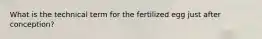 What is the technical term for the fertilized egg just after conception?