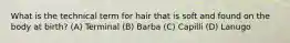 What is the technical term for hair that is soft and found on the body at birth? (A) Terminal (B) Barba (C) Capilli (D) Lanugo