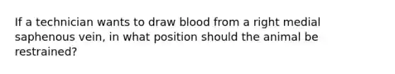 If a technician wants to draw blood from a right medial saphenous vein, in what position should the animal be restrained?