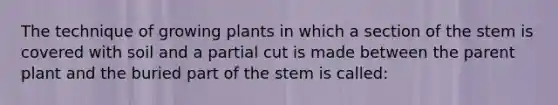 The technique of growing plants in which a section of the stem is covered with soil and a partial cut is made between the parent plant and the buried part of the stem is called: