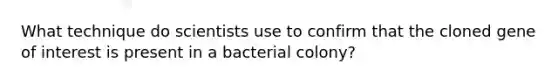 What technique do scientists use to confirm that the cloned gene of interest is present in a bacterial colony?