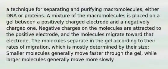 a technique for separating and purifying macromolecules, either DNA or proteins. A mixture of the macromolecules is placed on a gel between a positively charged electrode and a negatively charged one. Negative charges on the molecules are attracted to the positive electrode, and the molecules migrate toward that electrode. The molecules separate in the gel according to their rates of migration, which is mostly determined by their size: Smaller molecules generally move faster through the gel, while larger molecules generally move more slowly.