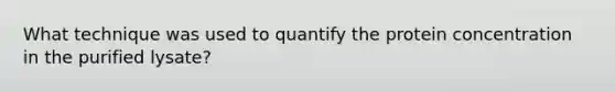 What technique was used to quantify the protein concentration in the purified lysate?