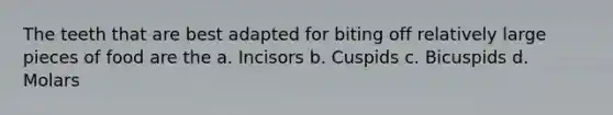 The teeth that are best adapted for biting off relatively large pieces of food are the a. Incisors b. Cuspids c. Bicuspids d. Molars
