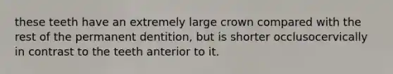 these teeth have an extremely large crown compared with the rest of the permanent dentition, but is shorter occlusocervically in contrast to the teeth anterior to it.