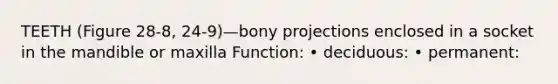 TEETH (Figure 28-8, 24-9)—bony projections enclosed in a socket in the mandible or maxilla Function: • deciduous: • permanent: