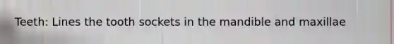 Teeth: Lines the tooth sockets in the mandible and maxillae