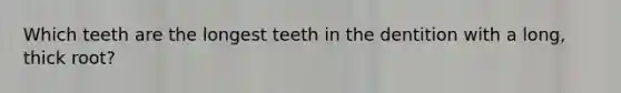 Which teeth are the longest teeth in the dentition with a long, thick root?