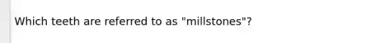 Which teeth are referred to as "millstones"?