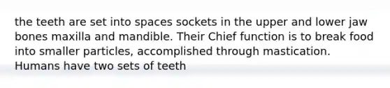 the teeth are set into spaces sockets in the upper and lower jaw bones maxilla and mandible. Their Chief function is to break food into smaller particles, accomplished through mastication. Humans have two sets of teeth