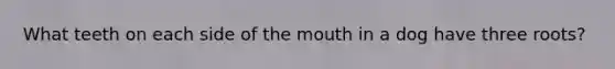 What teeth on each side of the mouth in a dog have three roots?