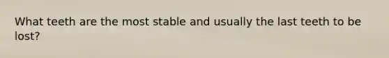 What teeth are the most stable and usually the last teeth to be lost?