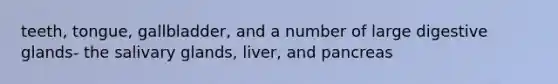 teeth, tongue, gallbladder, and a number of large digestive glands- the salivary glands, liver, and pancreas