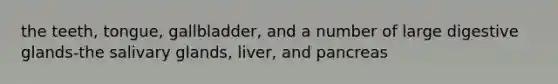 the teeth, tongue, gallbladder, and a number of large digestive glands-the salivary glands, liver, and pancreas