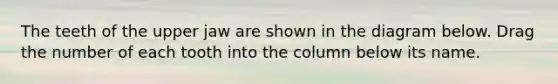 The teeth of the upper jaw are shown in the diagram below. Drag the number of each tooth into the column below its name.