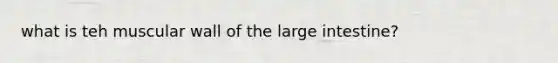 what is teh muscular wall of the <a href='https://www.questionai.com/knowledge/kGQjby07OK-large-intestine' class='anchor-knowledge'>large intestine</a>?