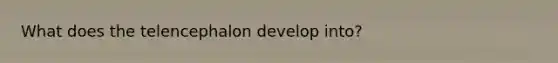 What does the telencephalon develop into?