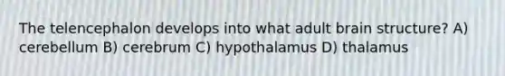 The telencephalon develops into what adult brain structure? A) cerebellum B) cerebrum C) hypothalamus D) thalamus