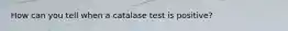 How can you tell when a catalase test is positive?