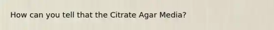 How can you tell that the Citrate Agar Media?