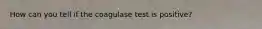 How can you tell if the coagulase test is positive?