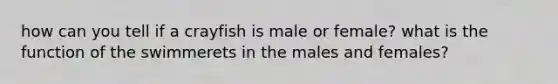 how can you tell if a crayfish is male or female? what is the function of the swimmerets in the males and females?