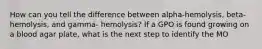 How can you tell the difference between alpha-hemolysis, beta-hemolysis, and gamma- hemolysis? If a GPO is found growing on a blood agar plate, what is the next step to identify the MO