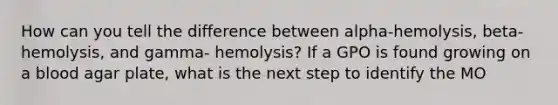 How can you tell the difference between alpha-hemolysis, beta-hemolysis, and gamma- hemolysis? If a GPO is found growing on a blood agar plate, what is the next step to identify the MO