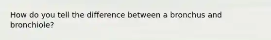 How do you tell the difference between a bronchus and bronchiole?