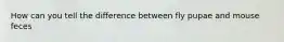 How can you tell the difference between fly pupae and mouse feces