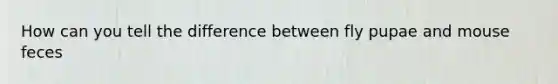 How can you tell the difference between fly pupae and mouse feces