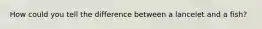 How could you tell the difference between a lancelet and a fish?