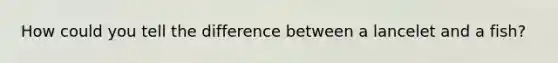 How could you tell the difference between a lancelet and a fish?