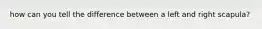 how can you tell the difference between a left and right scapula?