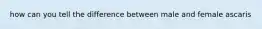 how can you tell the difference between male and female ascaris