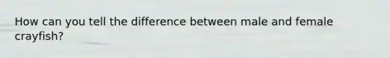 How can you tell the difference between male and female crayfish?