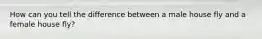 How can you tell the difference between a male house fly and a female house fly?
