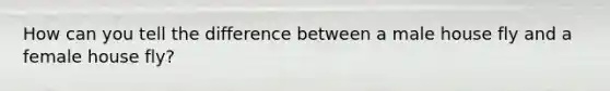 How can you tell the difference between a male house fly and a female house fly?