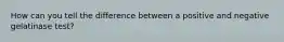 How can you tell the difference between a positive and negative gelatinase test?