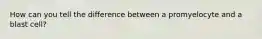 How can you tell the difference between a promyelocyte and a blast cell?