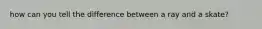 how can you tell the difference between a ray and a skate?