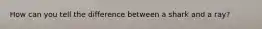 How can you tell the difference between a shark and a ray?