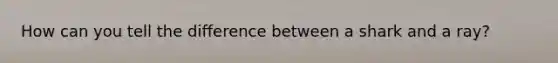 How can you tell the difference between a shark and a ray?